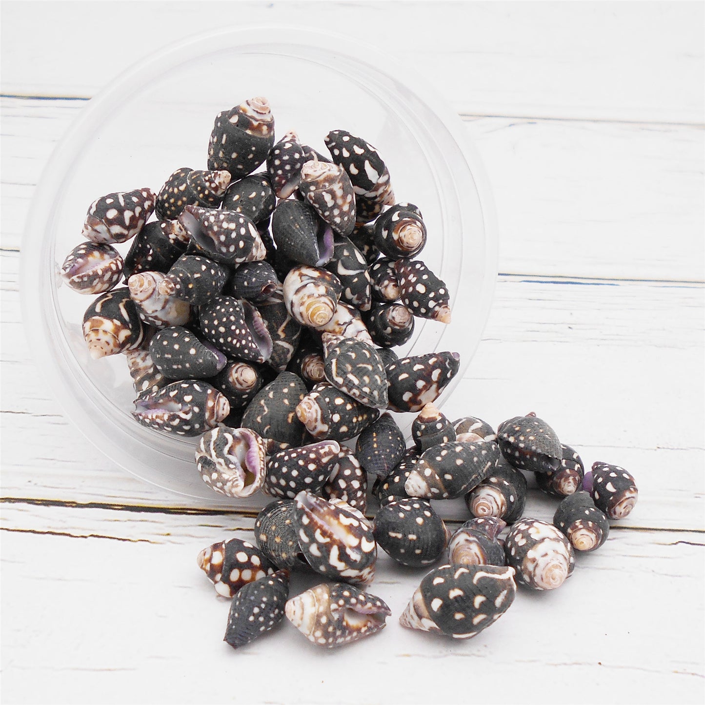 50g One Jar of Black Conch Shell Spindle-Shaped Sea Shells Natural Beach Conch for DIY Jewelry Making, Crafts Supplies, Home & Aquarium Decor