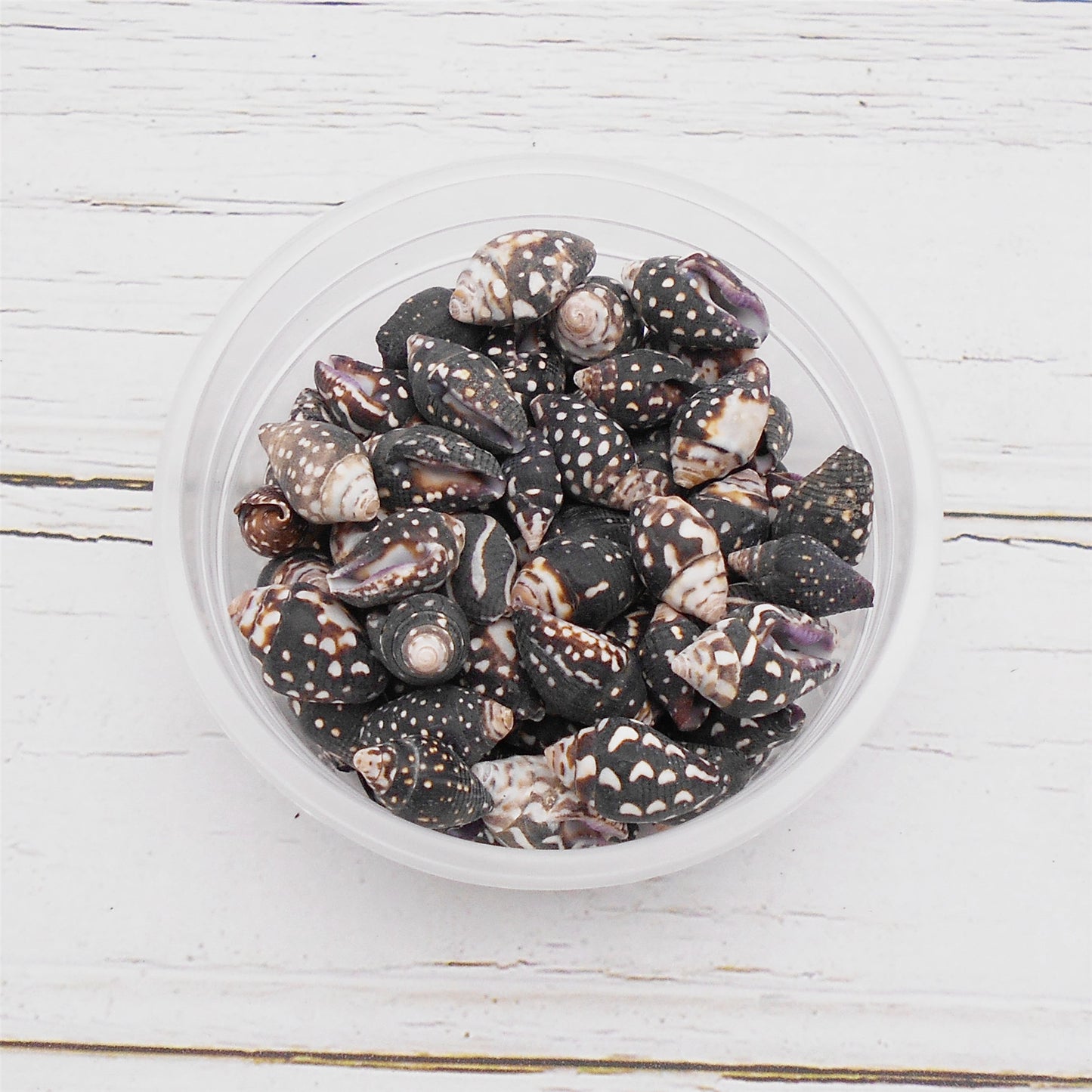 50g One Jar of Black Conch Shell Spindle-Shaped Sea Shells Natural Beach Conch for DIY Jewelry Making, Crafts Supplies, Home & Aquarium Decor