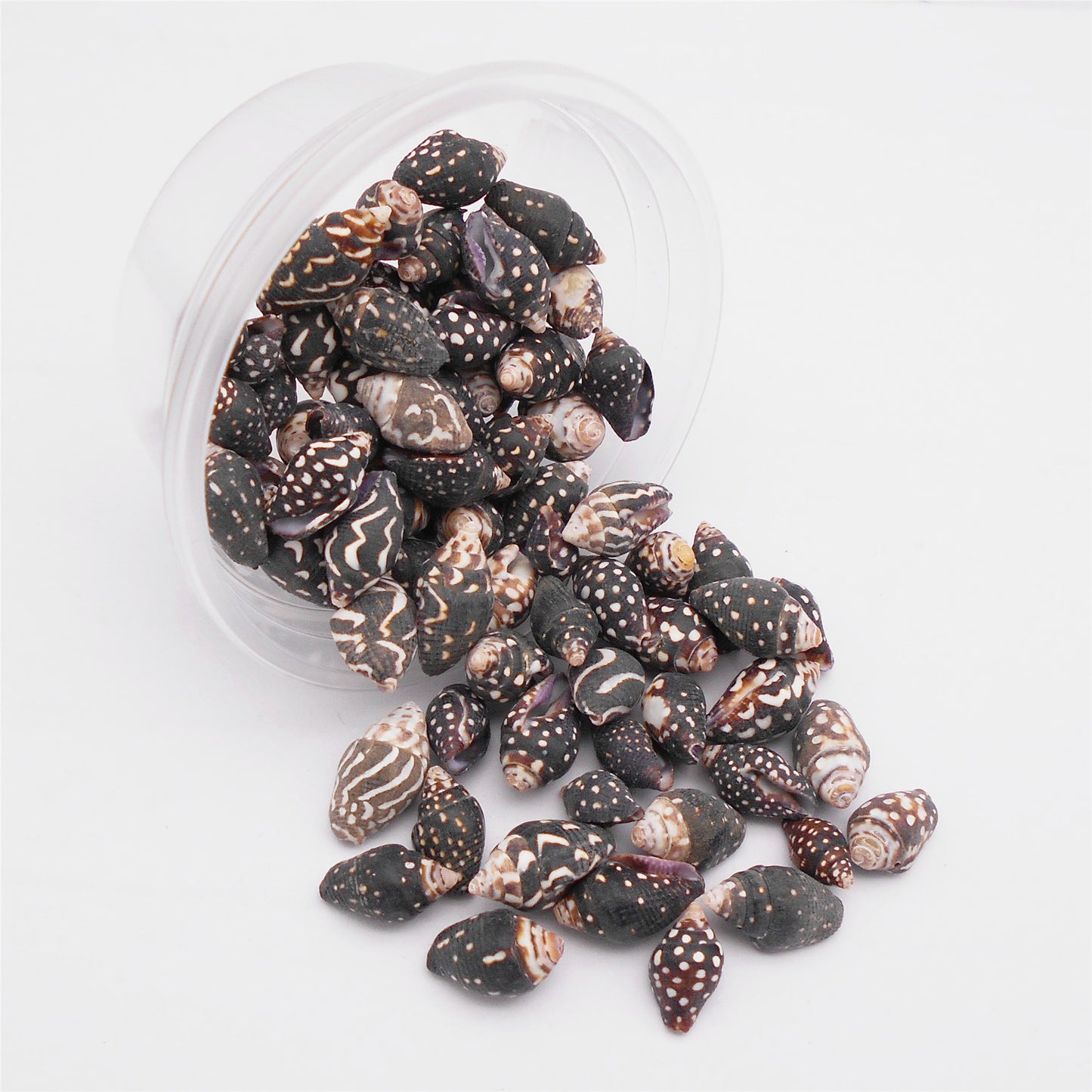 50g One Jar of Black Conch Shell Spindle-Shaped Sea Shells Natural Beach Conch for DIY Jewelry Making, Crafts Supplies, Home & Aquarium Decor