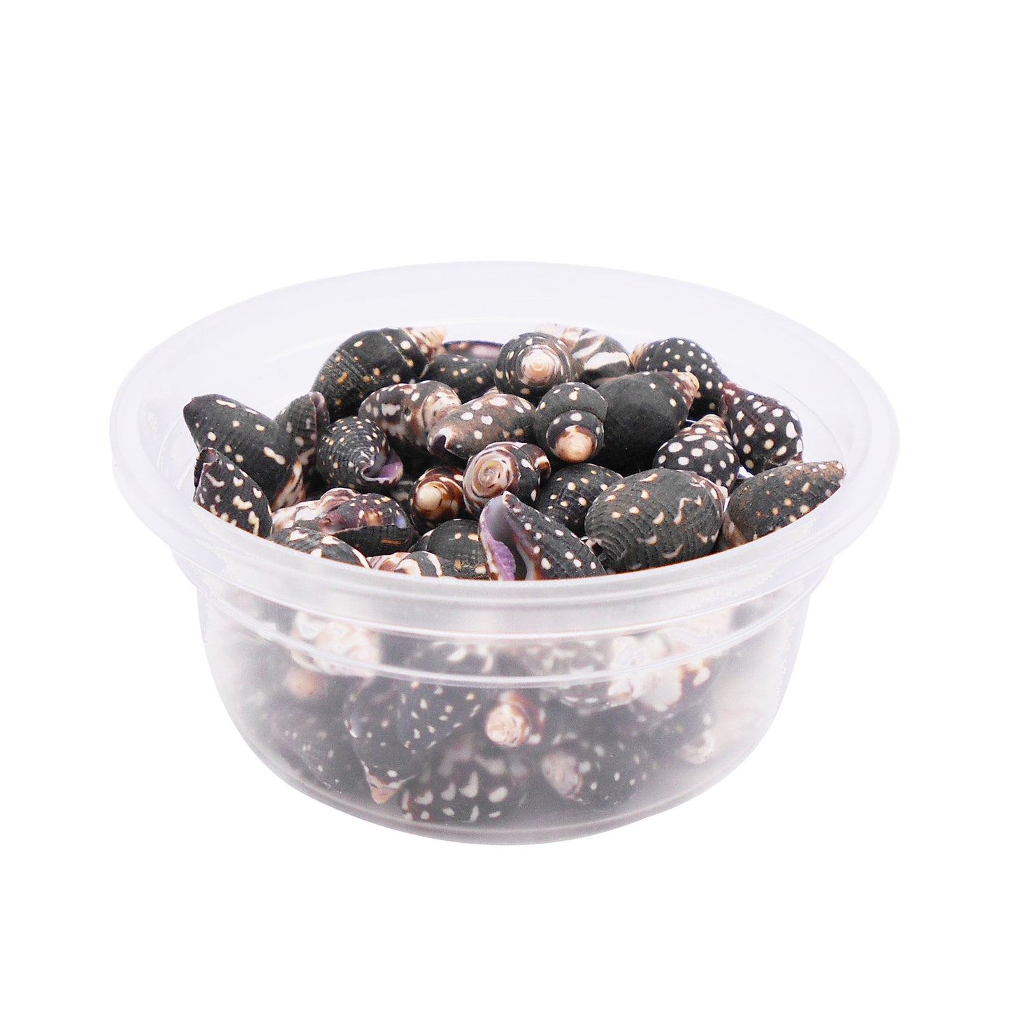 50g One Jar of Black Conch Shell Spindle-Shaped Sea Shells Natural Beach Conch for DIY Jewelry Making, Crafts Supplies, Home & Aquarium Decor