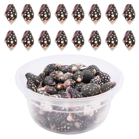 50g One Jar of Black Conch Shell Spindle-Shaped Sea Shells Natural Beach Conch for DIY Jewelry Making, Crafts Supplies, Home & Aquarium Decor