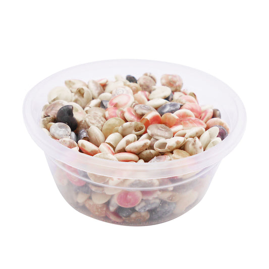 40g One Box of Flat Spiral Shells Colorful Natural Shells Tiny Conch Shells for DIY Crafts Supplies, Fish Tank Aquarium & Home Decoration