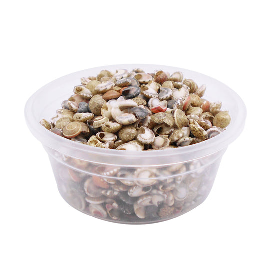 40g One Box of Natural Conch Shells Tiny Flat Spiral Shells for Jewelry Making, DIY Crafts Supplies, Home & Fish Tank Decor
