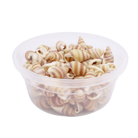 Striped Marine Shells Tiny Spiral Conch Shells - 30g Box of Natural Seashells for DIY Crafts, Fish Tank Decor, Beach Wedding, Home Decor