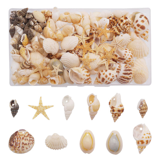 1 Box of Natural Sea Shell with Small Hole Beach Conch Clam Scallop Shell Tiny Starfish for DIY Crafts Supplies, Home Aquarium Decor, Fish Tank Ornament Making