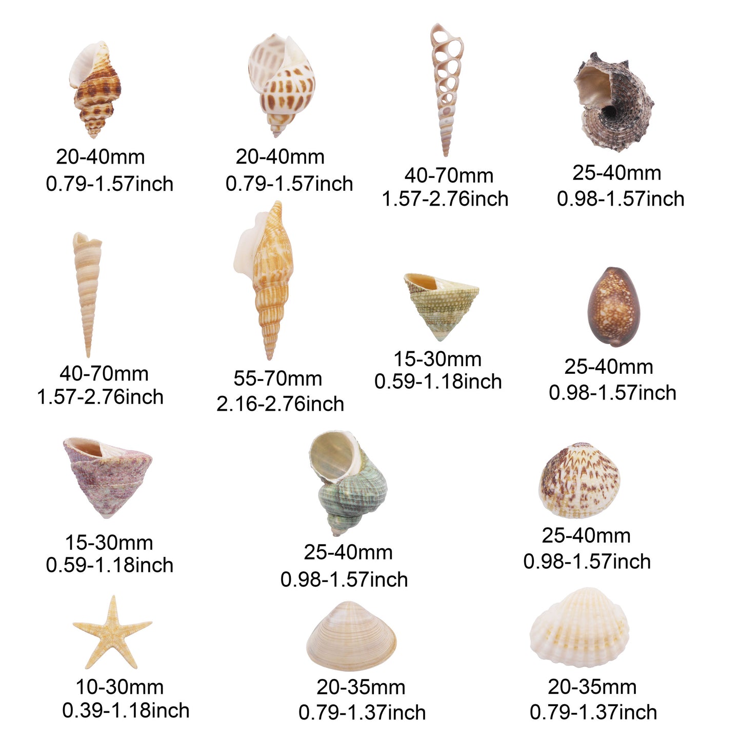 One Box of 24Pcs Natural Sea Shells & Starfish for DIY Crafts – Clam, Scallop, Conch Shells for Aquarium Decor, Fish Tank, Home Art