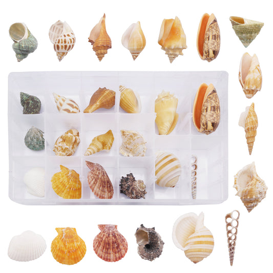 16Pcs One Box of Slice Conch Shell Natural Clam Scallop Shell for DIY Crafts Supplies, Fish Tank & Home Art Decor