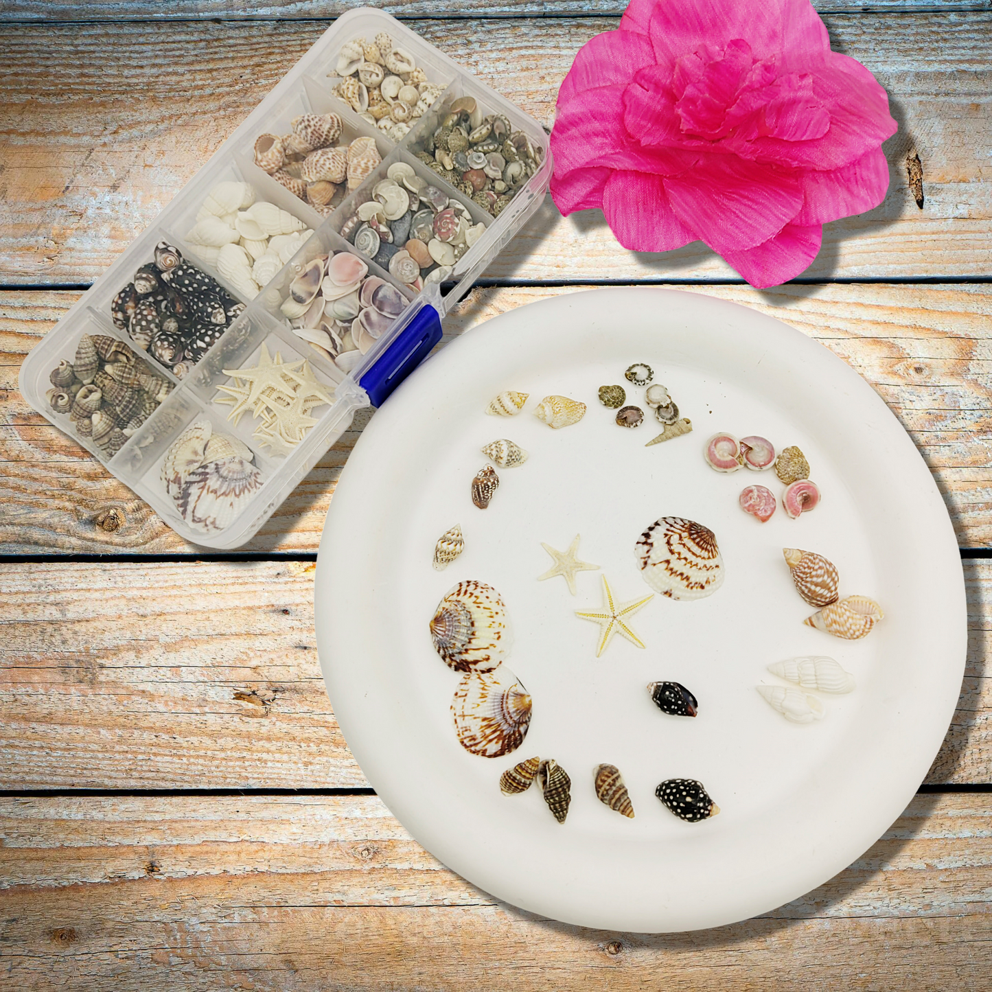 1 Box 230 PCS Natural Starfish Sea Shells Conch Seashells for Ocean Beach Theme Party Decoration Jewelry Making Candle Crafts DIY Fish Tank Vase Filler Tiny Small