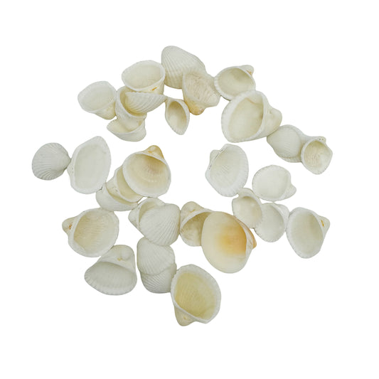 30 Pieces Natural Cockle Shells White Sea Shells Real Shell Crafts for Beach Wedding Decor Fish Tank Aquarium Decoration Art Creating 1-3cm