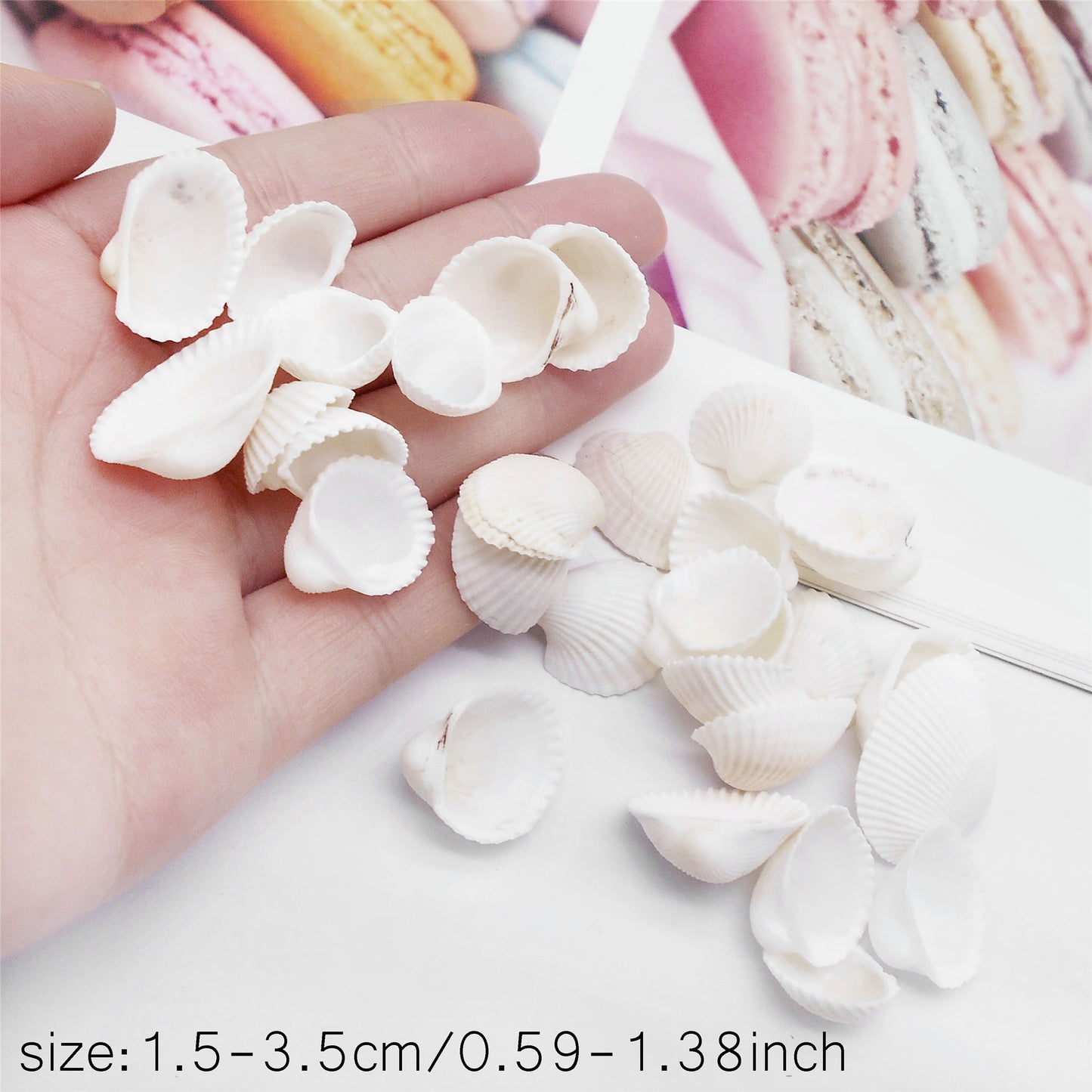 20pcs White Seashells Clam Shells Natural Scallop Cockle Conch Shells for Beach Wedding Decoration Fish Tank Aquariums Decor Art Crafts 1-3cm