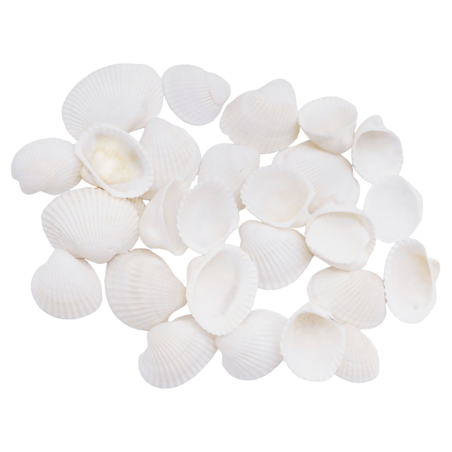 20pcs White Seashells Clam Shells Natural Scallop Cockle Conch Shells for Beach Wedding Decoration Fish Tank Aquariums Decor Art Crafts 1-3cm