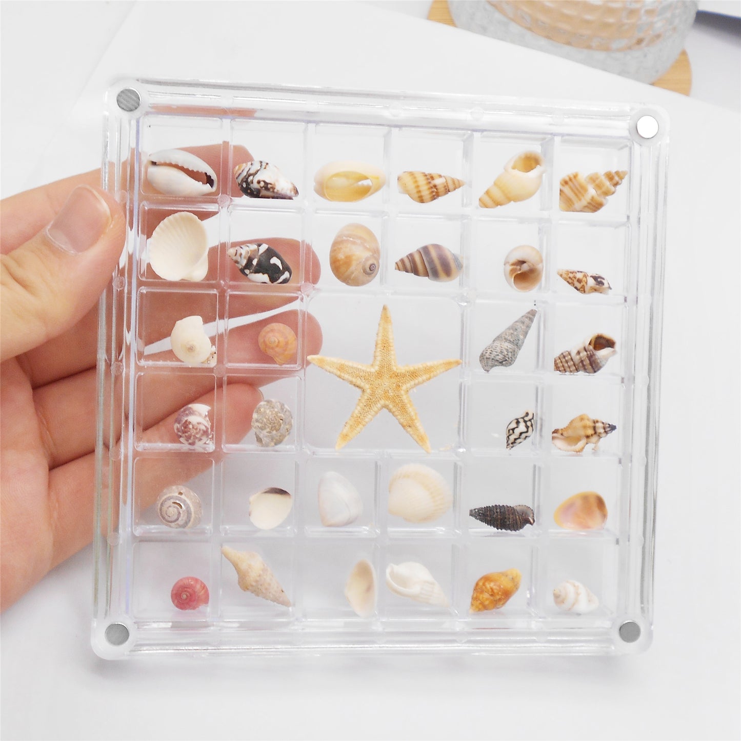 1 Piece Magnetic Clear Seashell Display Box Tiny Real Shell Collection Storage Box Conch Shell Starfish Organizer Box Acrylic Desk Ornament Decor