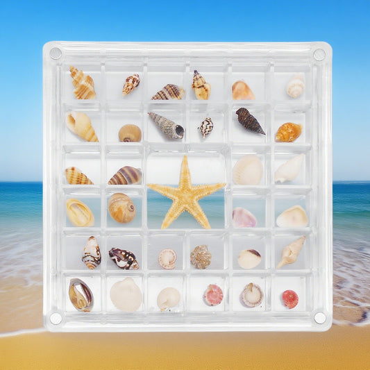 1 Piece Magnetic Clear Seashell Display Box Tiny Real Shell Collection Storage Box Conch Shell Starfish Organizer Box Acrylic Desk Ornament Decor
